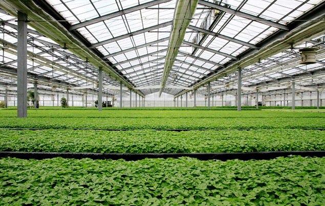 大棚蔬菜專(zhuān)用氣體濃度檢測(cè)儀